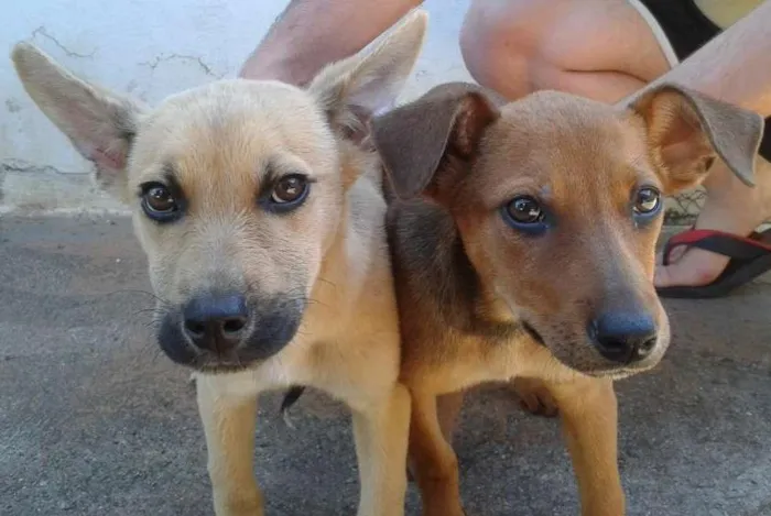 Cachorro ra a vira lata idade 2 a 6 meses nome Ricota e Canela