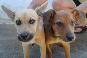 Cachorro raça vira lata idade 2 a 6 meses nome Ricota e Canela