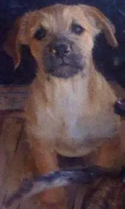 Cachorro raça SRD idade 2 a 6 meses nome filhotes 
