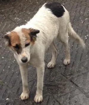 Cachorro raça Nenhuma idade 2 anos nome Princesa  castrada
