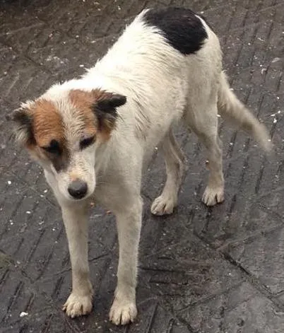 Cachorro ra a Nenhuma idade 2 anos nome Princesa  castrada