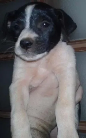 Cachorro raça SRD idade Abaixo de 2 meses nome Malhada