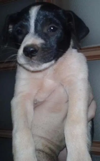 Cachorro ra a SRD idade Abaixo de 2 meses nome Malhada