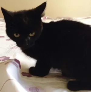 Gato raça  idade 2 a 6 meses nome Sebastian