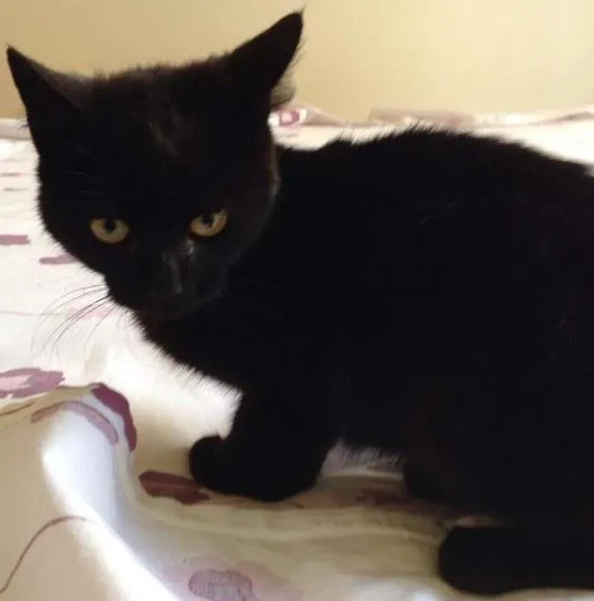 Gato ra a  idade 2 a 6 meses nome Sebastian