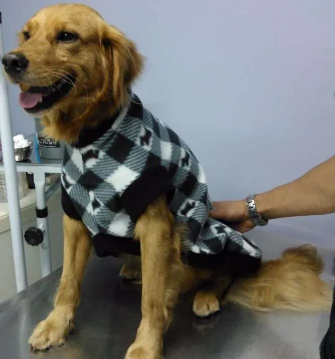 Cachorro ra a Mistura Golden com cocker idade 1 ano nome Toby