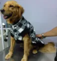 Toby