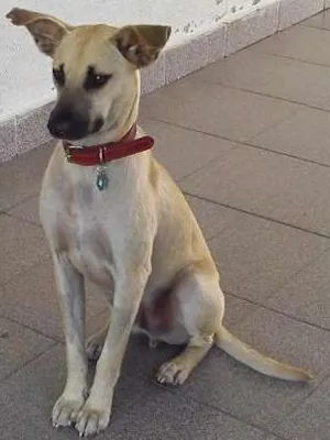 Cachorro raça SRD idade 3 anos nome Bernardo