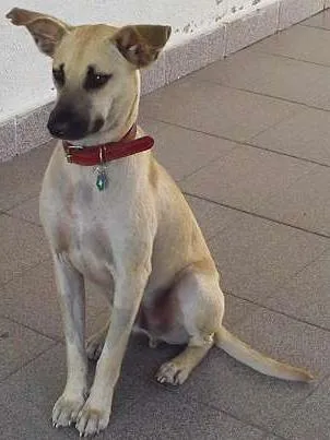 Cachorro ra a SRD idade 3 anos nome Bernardo