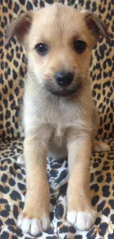 Cachorro ra a Raça não definida  idade Abaixo de 2 meses nome Ainda sem nome 