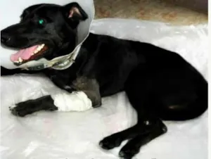 Cachorro raça SRD idade 2 anos nome BILLY