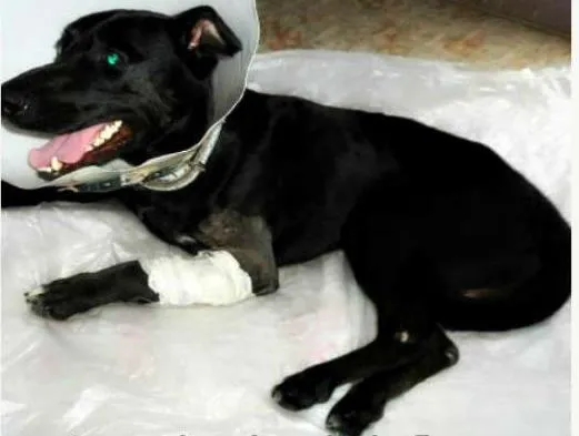 Cachorro ra a SRD idade 2 anos nome BILLY