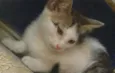 Ciça