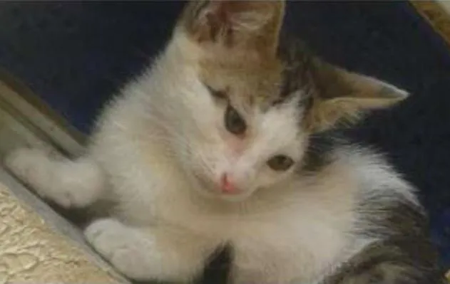 Gato ra a  idade 2 a 6 meses nome Ciça