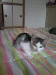 Ciça