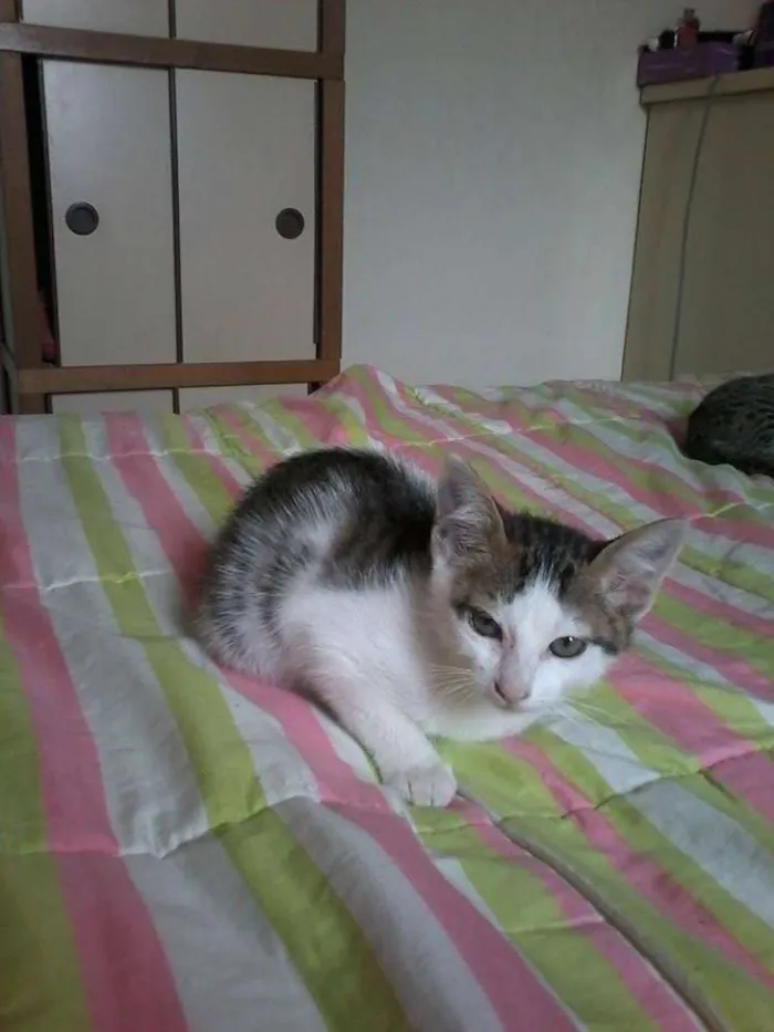 Gato ra a  idade 2 a 6 meses nome Ciça