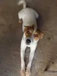 Duke