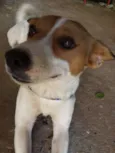 Duke