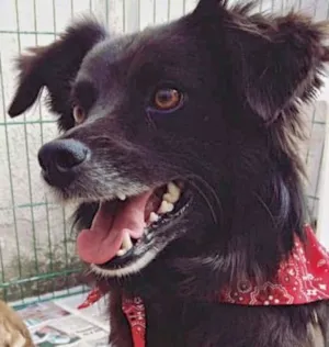 Cachorro raça  idade 5 anos nome BAMBAM PEQUENO
