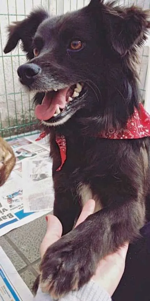 Cachorro ra a  idade 5 anos nome BAMBAM PEQUENO