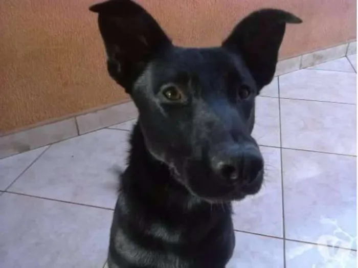 Cachorro ra a SRD idade 1 ano nome Tobias