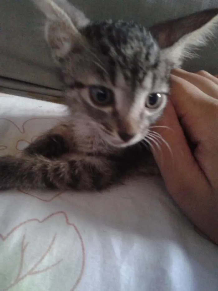 Gato raça indefinida idade Abaixo de 2 meses nome sem nome