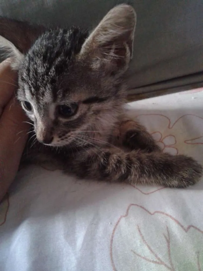 Gato raça indefinida idade Abaixo de 2 meses nome sem nome