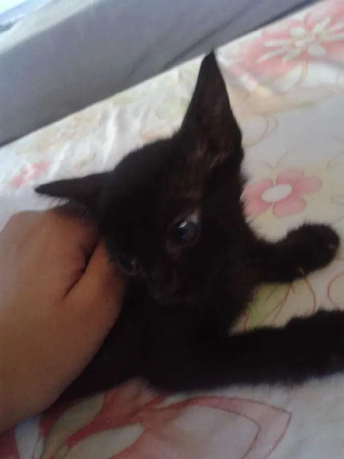 Gato raça indefinida idade Abaixo de 2 meses nome sem nome