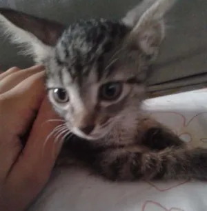 Gato raça indefinida idade Abaixo de 2 meses nome sem nome