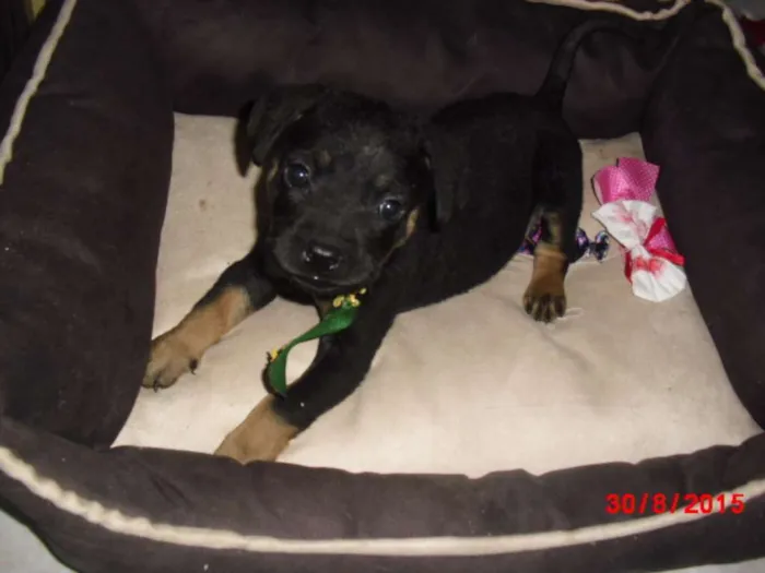 Cachorro ra a Rottweiler idade Abaixo de 2 meses nome SIMBA
