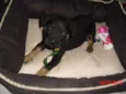 SIMBA