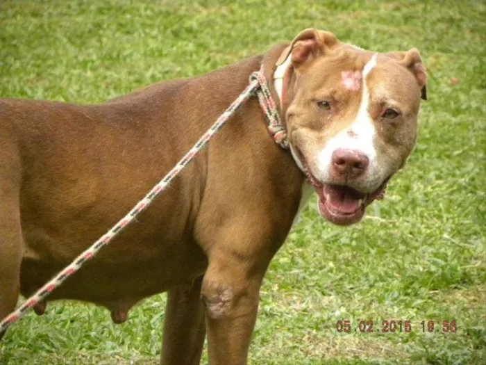 Cachorro raça Pit-Bull idade 5 anos nome MAGGIE