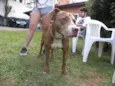 Cachorro raça Pit-Bull idade 5 anos nome MAGGIE