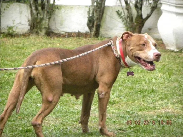 Cachorro raça Pit-Bull idade 5 anos nome MAGGIE