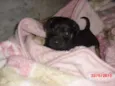 SIMBA
