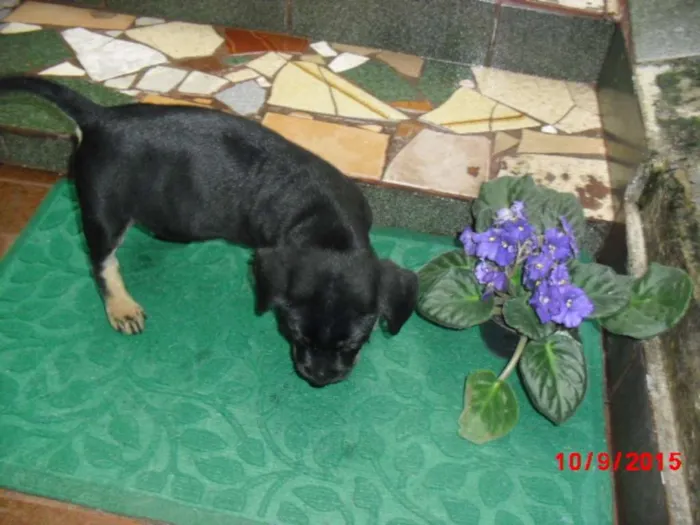 Cachorro ra a Rottweiler idade Abaixo de 2 meses nome SIMBA