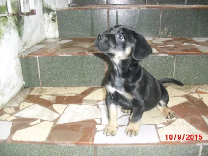 Cachorro ra a Rottweiler idade Abaixo de 2 meses nome SIMBA