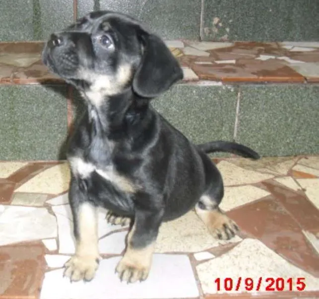 Cachorro ra a Rottweiler idade Abaixo de 2 meses nome SIMBA