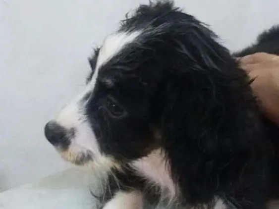 Cachorro raça SRD idade 2 a 6 meses nome chiquinha