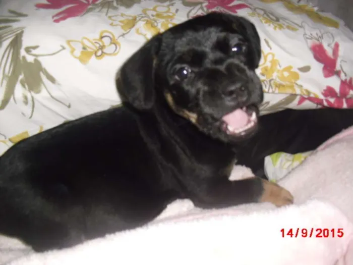 Cachorro ra a Rottweiler idade Abaixo de 2 meses nome SIMBA