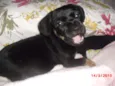 SIMBA