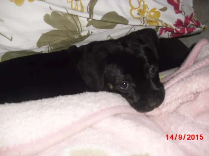 Cachorro ra a Rottweiler idade Abaixo de 2 meses nome SIMBA