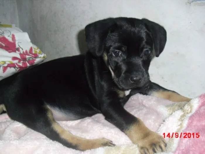 Cachorro ra a Rottweiler idade Abaixo de 2 meses nome SIMBA
