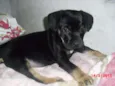 SIMBA