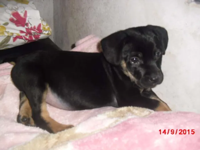 Cachorro ra a Rottweiler idade Abaixo de 2 meses nome SIMBA