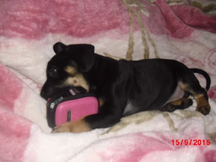 Cachorro ra a Rottweiler idade Abaixo de 2 meses nome SIMBA