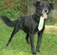 CHAPLIN - Fofíssimo!