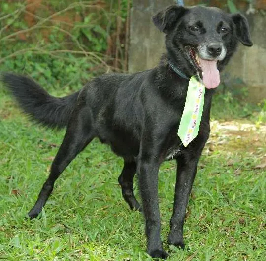 Cachorro ra a SRD idade 6 ou mais anos nome CHAPLIN - Fofíssimo!