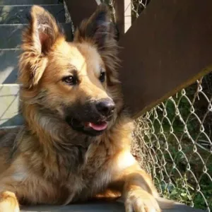 Cachorro raça SRD idade 2 anos nome Huck