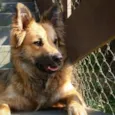 Huck